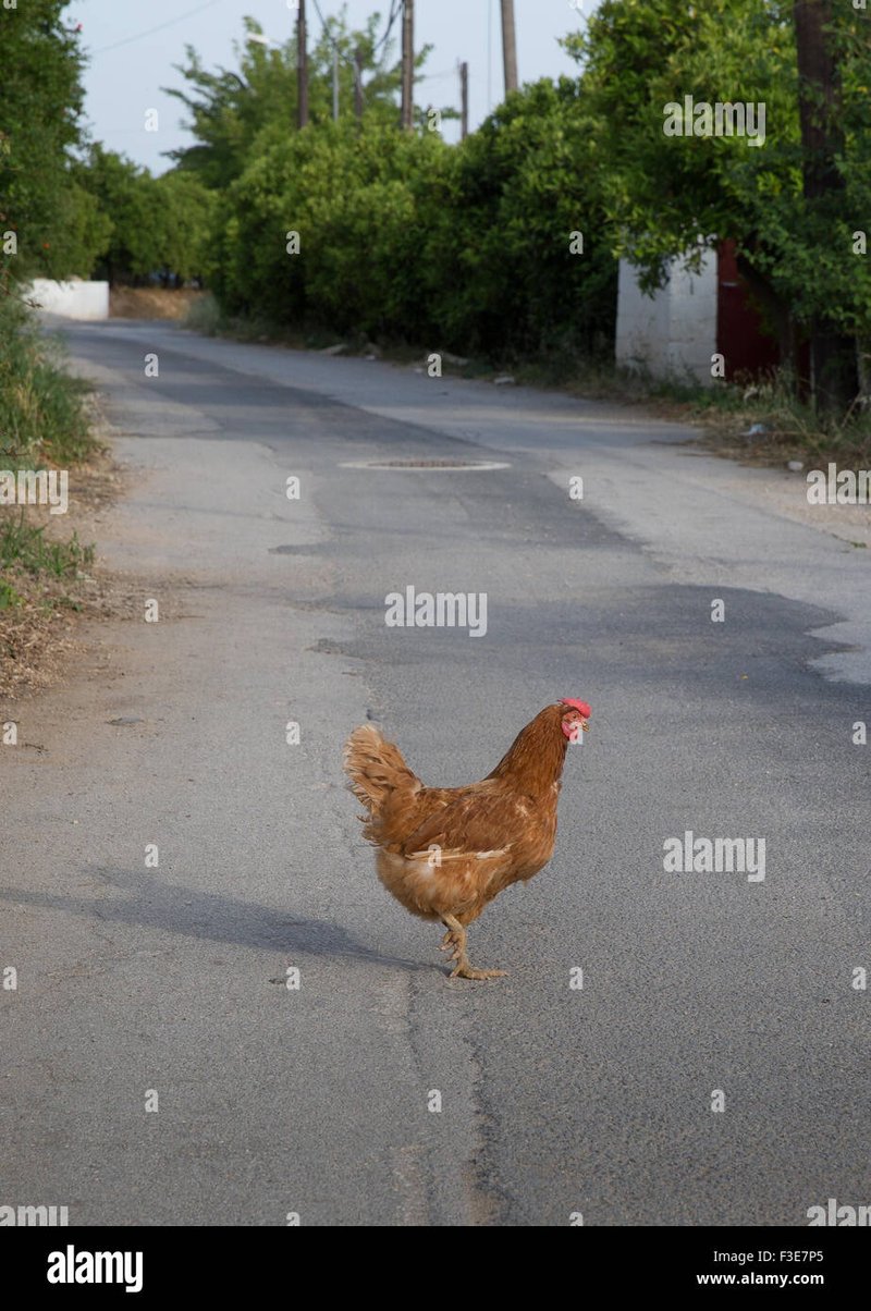 Ontdek de Grote Winsten op de Chicken Road Gokspel in Nederland - overview